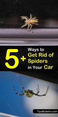 How to Get Rid of Spiders in Your Car: Why Do They Even Like Your Cup Holders?